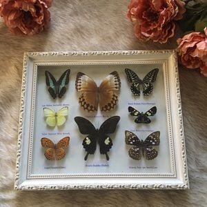 Butterfly display frame🦋